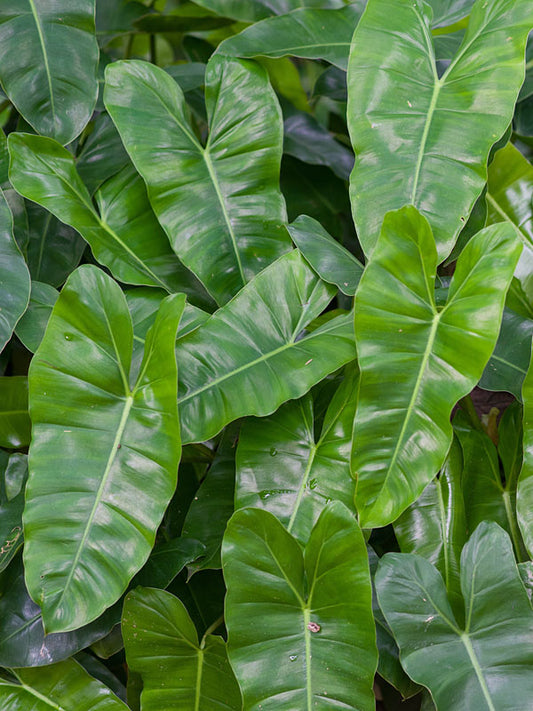 Philodendron Burle Marx