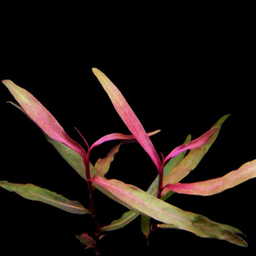 Polygonum sp. 'Pink'