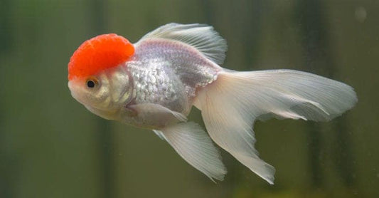 Red Cap Oranda, Goldfish