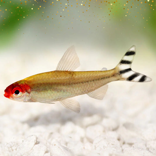 Rummy-nose Tetra