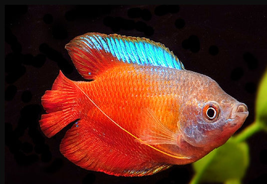 Fire Gourami