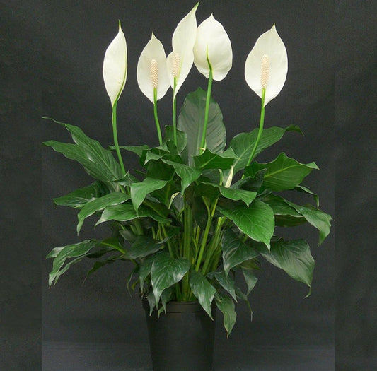 Peace Lily