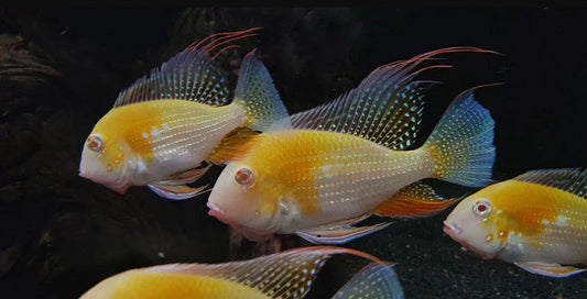 Albino Threadfin Acara