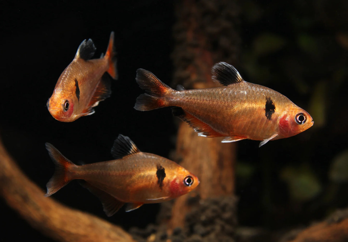 Serpae Tetra