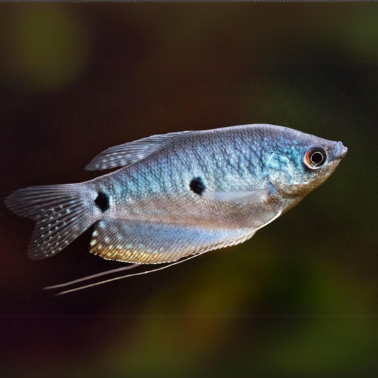 Blue Three Spot Gourami