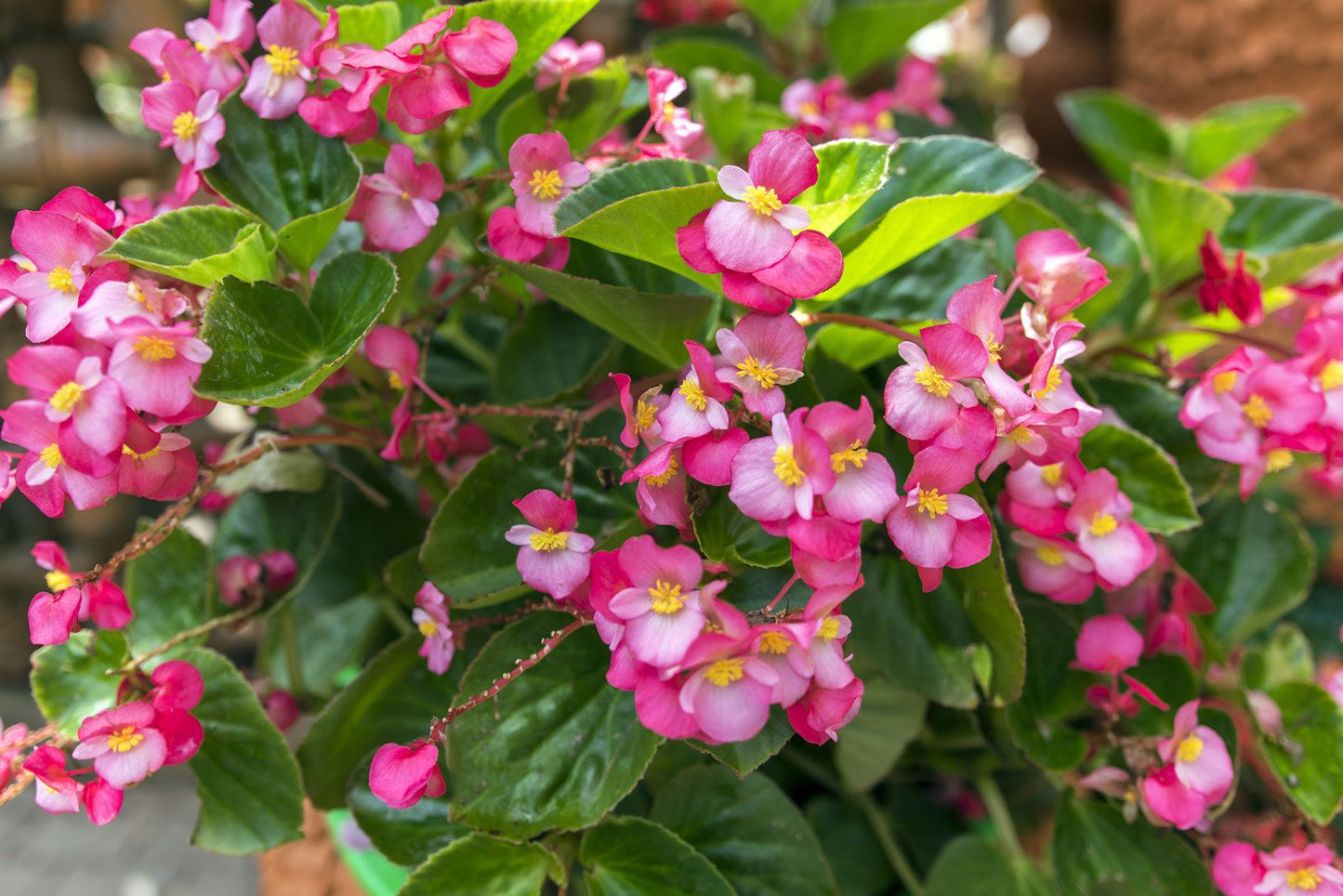 Wax Begonia