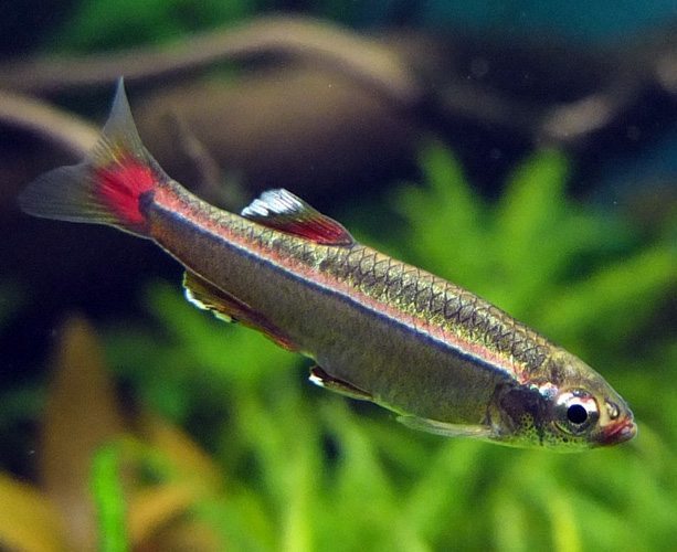 White Cloud Mountain Minnow