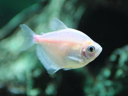 White Widow Tetra