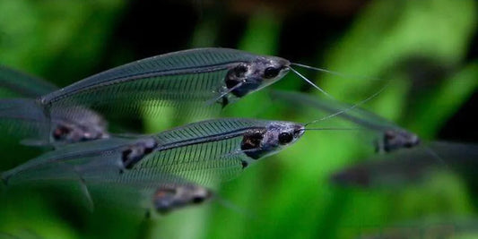 Thai Glass Catfish