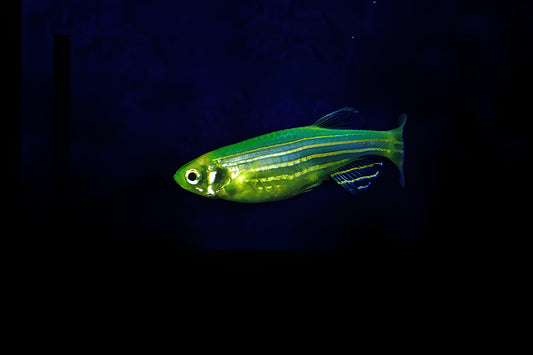 Green Zebra Danio