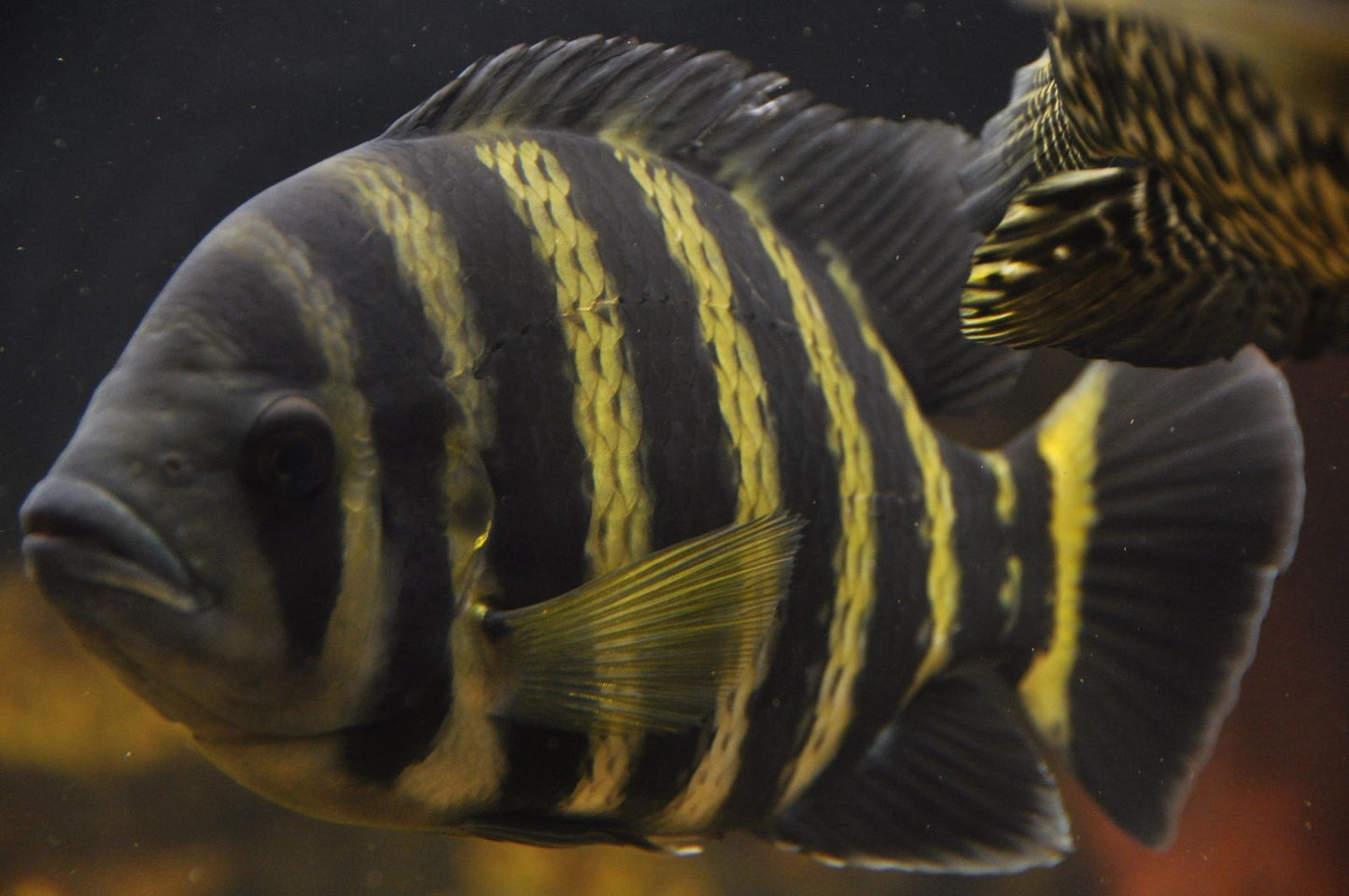 Buttikoferi Cichlid