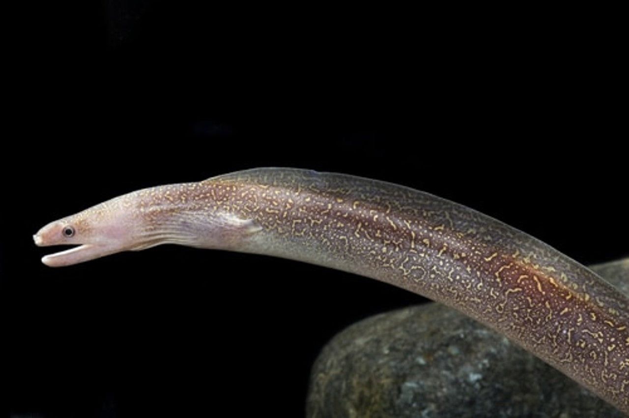 Freshwater Moray Eel 30cm