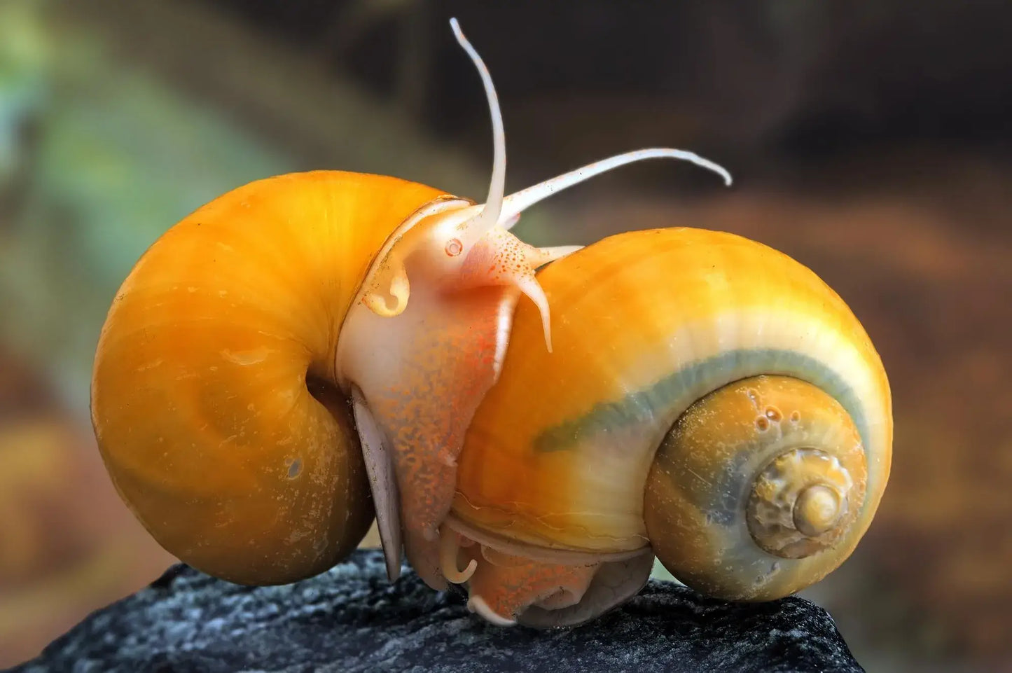 Golden Mystery Snail