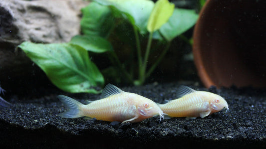 Albino Corydoras