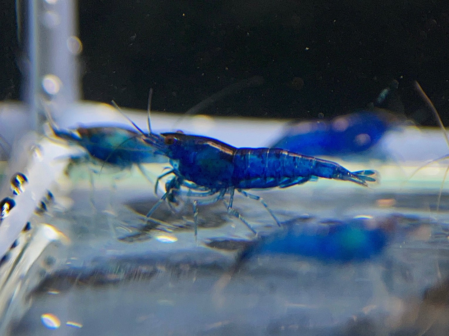 Blue Shrimp