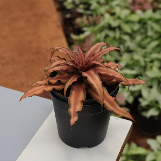 Cryptanthus bivittatus 'Brown'