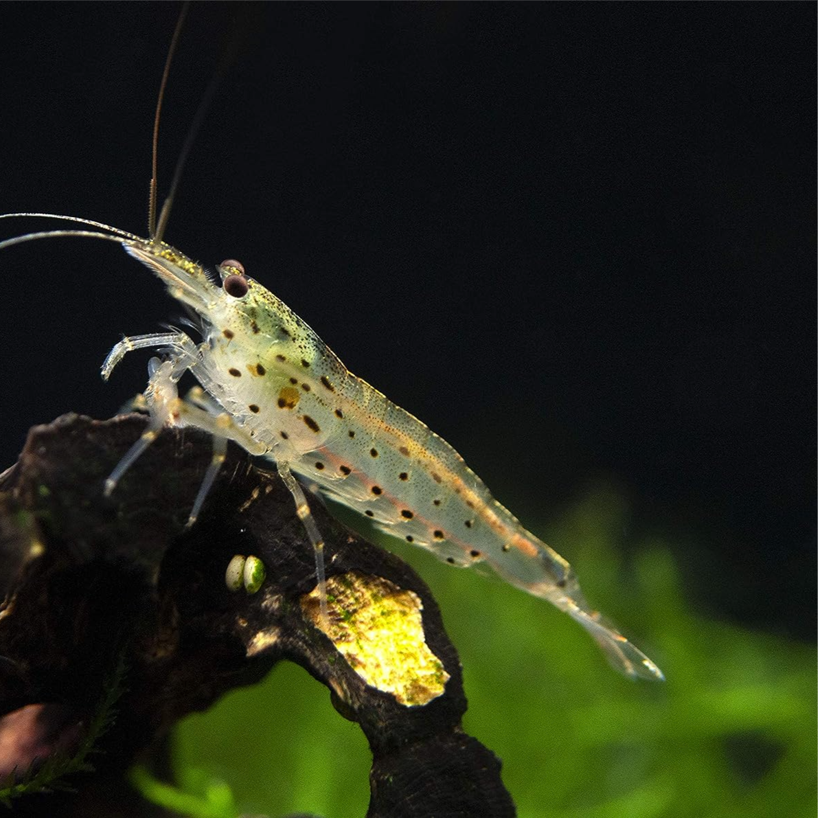 Amano Shrimp