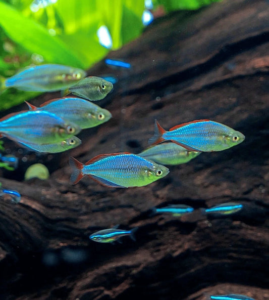 Dwarf Neon Rainbowfish