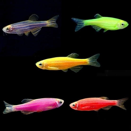 Glow Zebra Danio (Mix Colours)