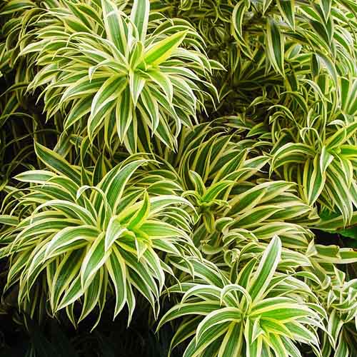 Dracaena reflexa