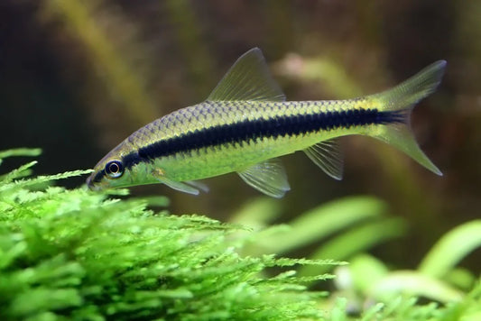 Siamese Algae Eater