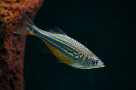 Giant Danio