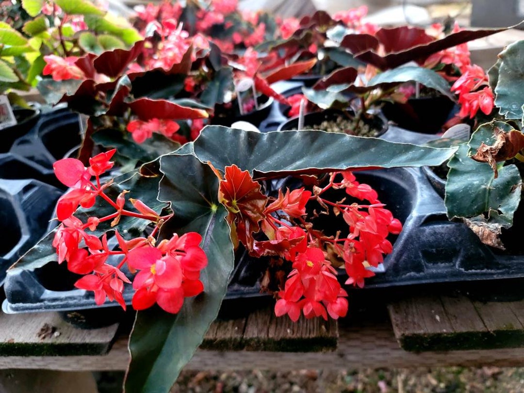 Begonia 'Torch'