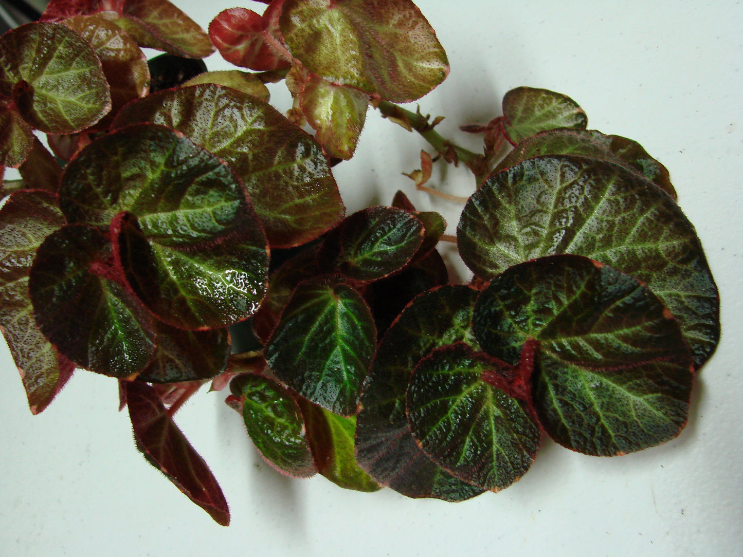 Begonia 'Manaus'