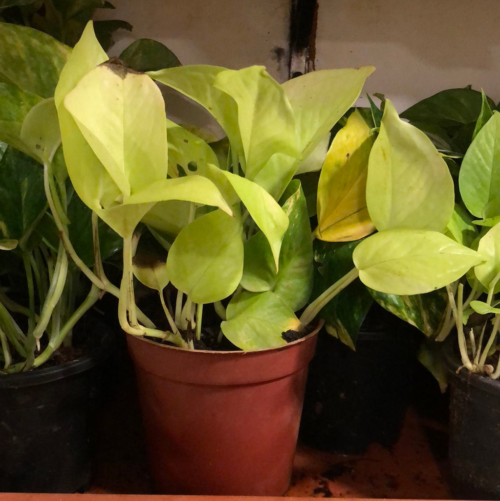 Golden Pothos