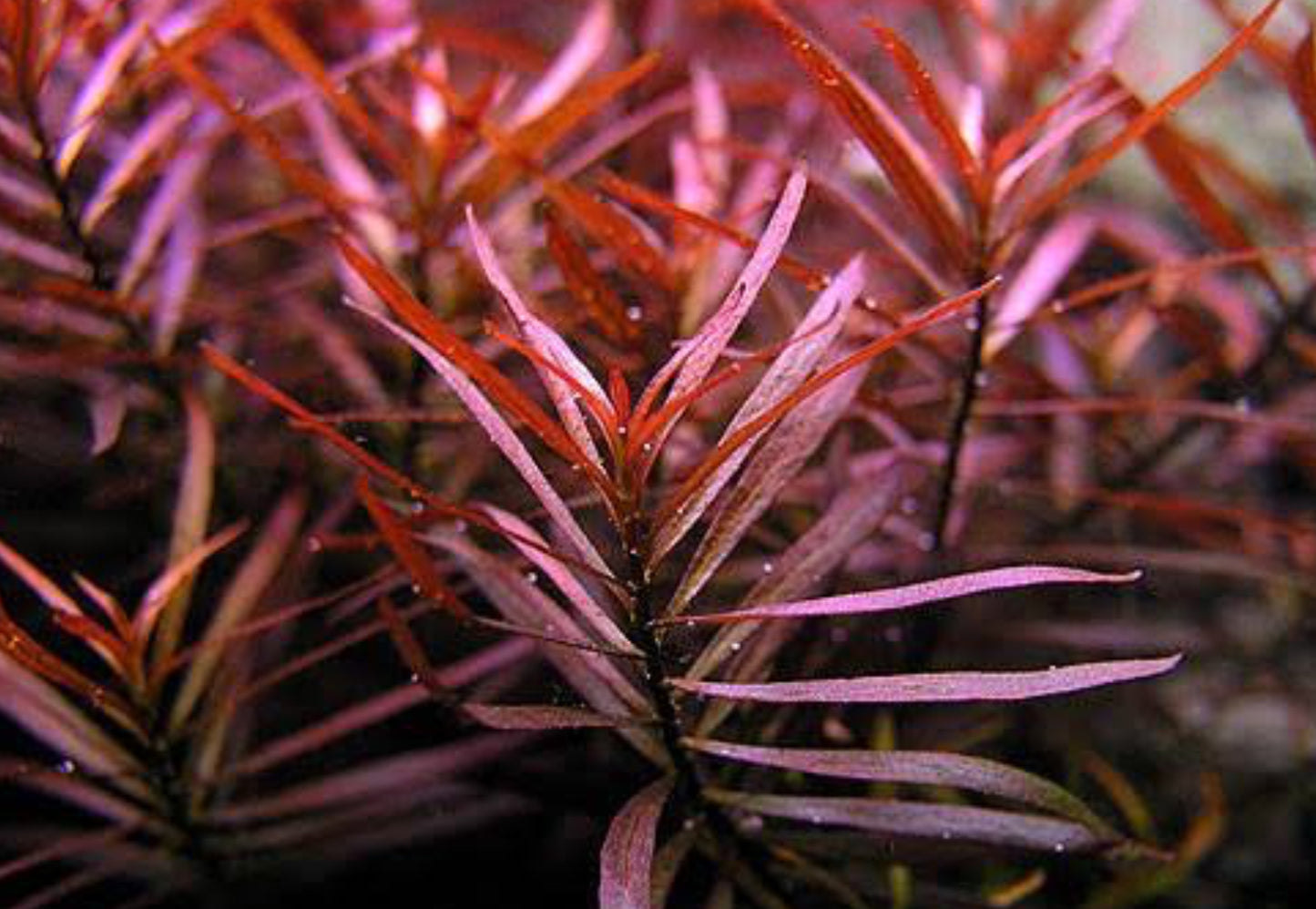 Ludwigia arcuata ‘Dark Red’