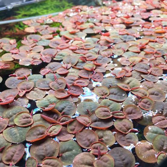 Red Root Floaters