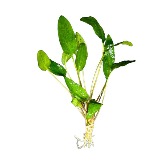 Cryptocoryne pontederiifolia