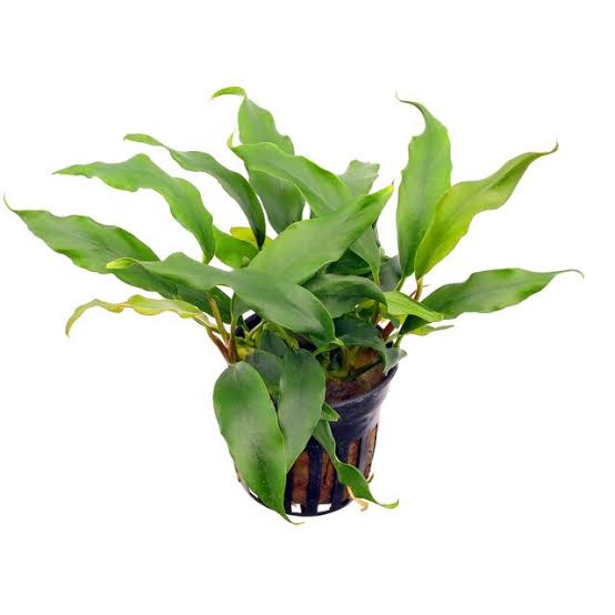 Anubias barteri var. glabra