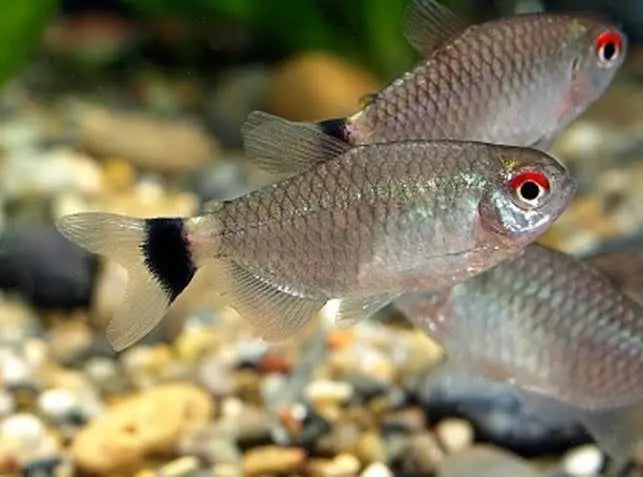 Red Eye Tetra