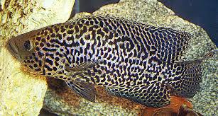 Jaguar Cichlid