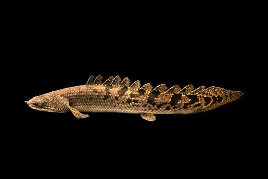 Delhezi Bichir