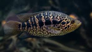 Jaguar Cichlid