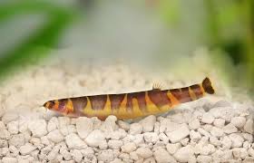 Kuhli Loach