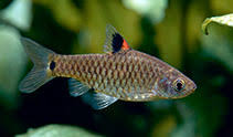 Greenstripe Barb