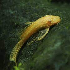 Albino Bristlenose Pleco