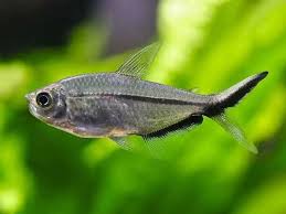 Coastae Tetra