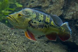 Peacock Bass Ocellaris