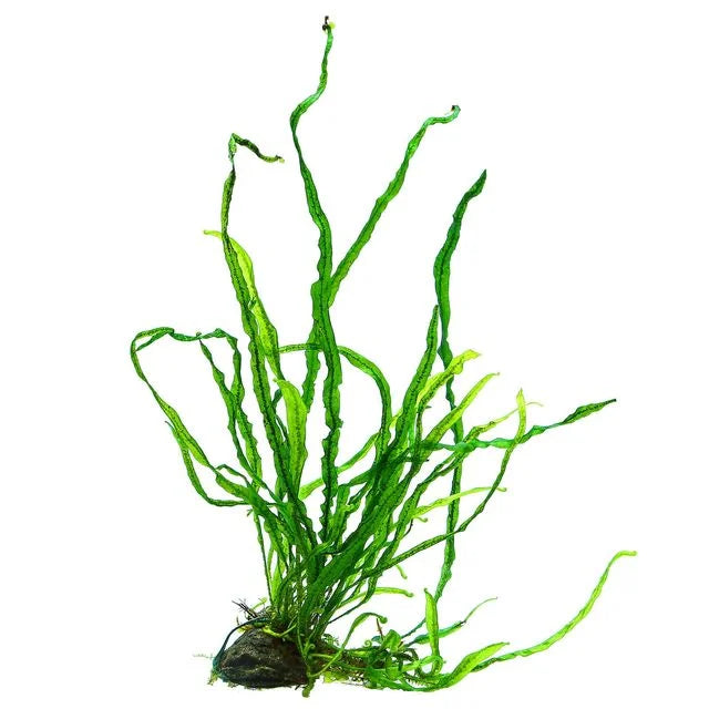 Java Fern Needle Leaf