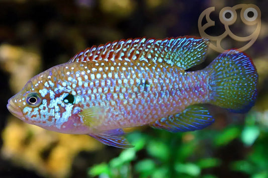 Jewel Cichlid