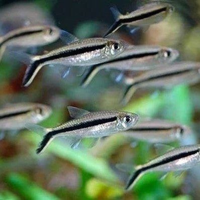 Hockey Stick Tetra