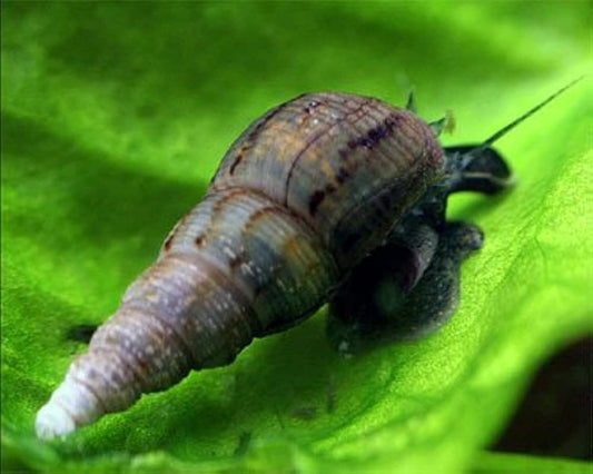 Malaysian Trumpet Snail