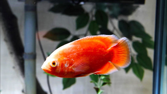 Chilli Red Oscar