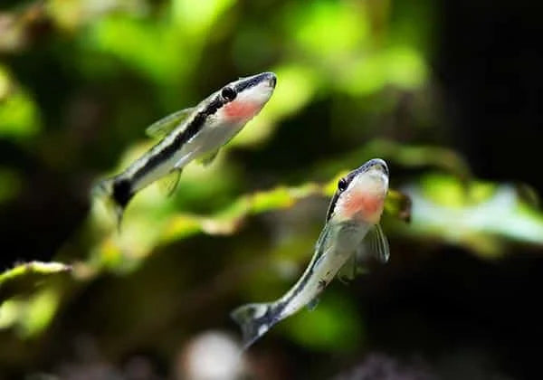 Otocinclus