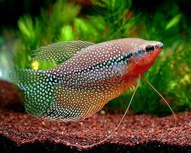 Pearl Gourami