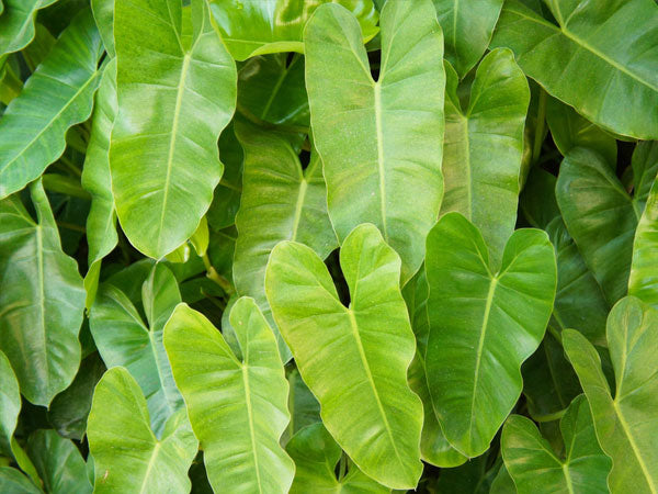 Philodendron Burle Marx